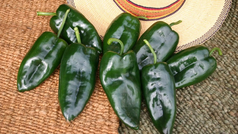Ớt Poblano