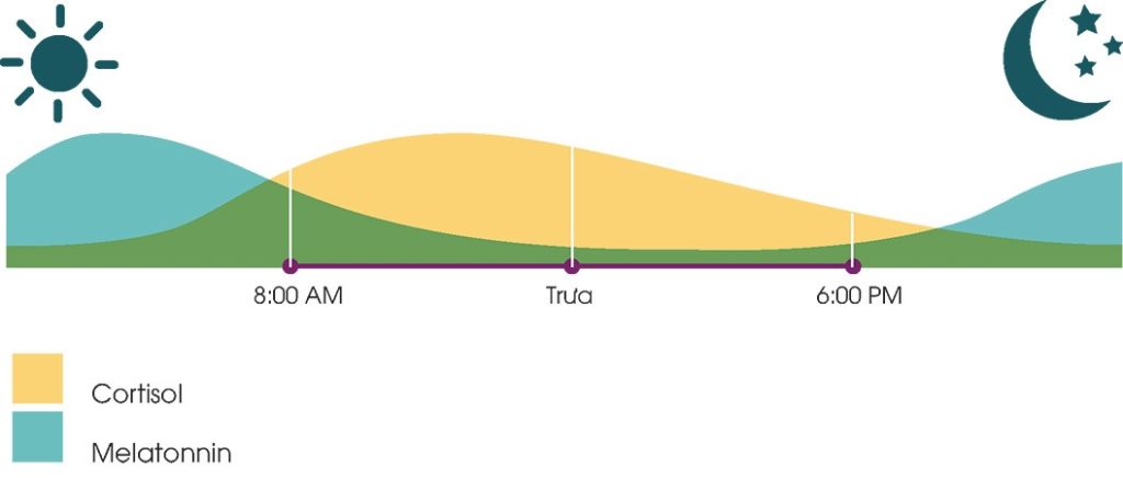 Nhịp sinh học điều hòa sản xuất melatonin và cortisol giúp duy trì chu kỳ ngủ-thức phù hợp